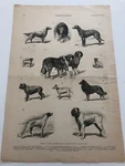 1891 Harpers Antique Print Dogs Of High Degree - Champion #3820. Fixed Price $19.95.