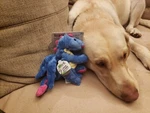 Godog Dragons Small Periwinkle Chew Guard Squeaker Plush Toy 770800. Fixed Price $14.99.