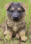 German Shepherd Puppy Garden Dog Statue Lawn Patio Outdoor Indoor Brown Med. Fixed Price $67.45.