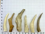 6-7.5" Deer Antler Chew, Grade A, Natural Shed Treat For Dogs 3 Pack. Fixed Price $26.99.