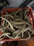 1LB Deer Antler Dog Chews Natural Organic Great Value Read. Fixed Price $20.00.