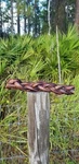 Organic 12" Thick Braided (2 Pack) Dog Treat Odor Free. Fixed Price $20.00.