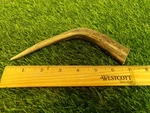 Solid 6"- 7" Whitetail Deer Antler Dog Chew What You See Is Get! 09. Fixed Price $7.49.